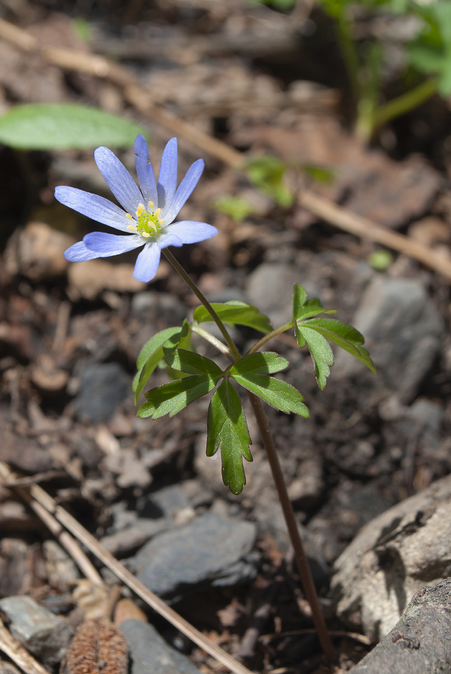 Изображение особи Anemone caucasica.