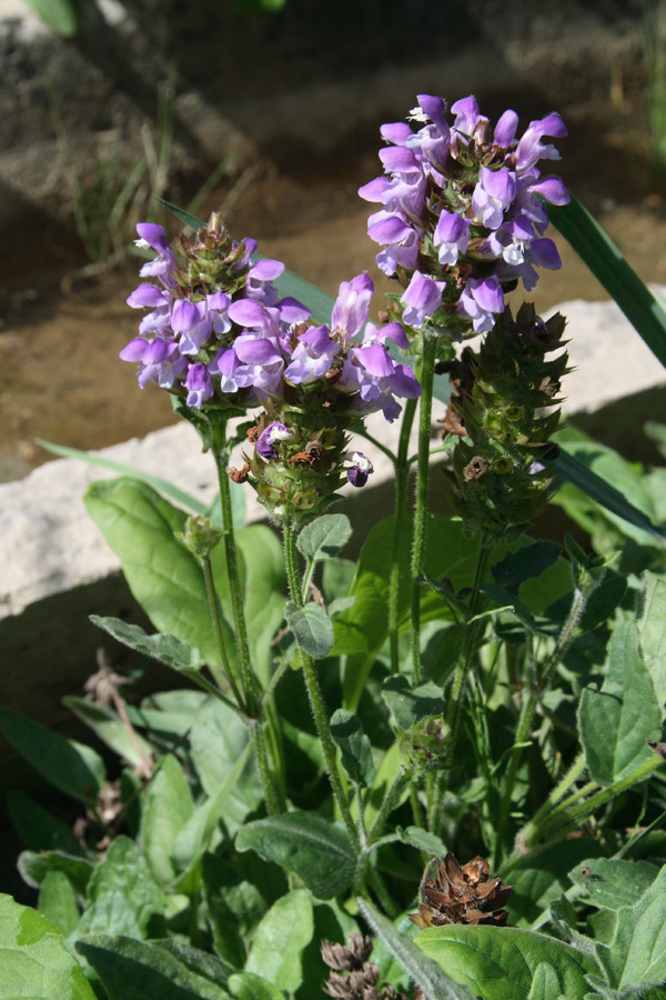 Изображение особи Prunella grandiflora.