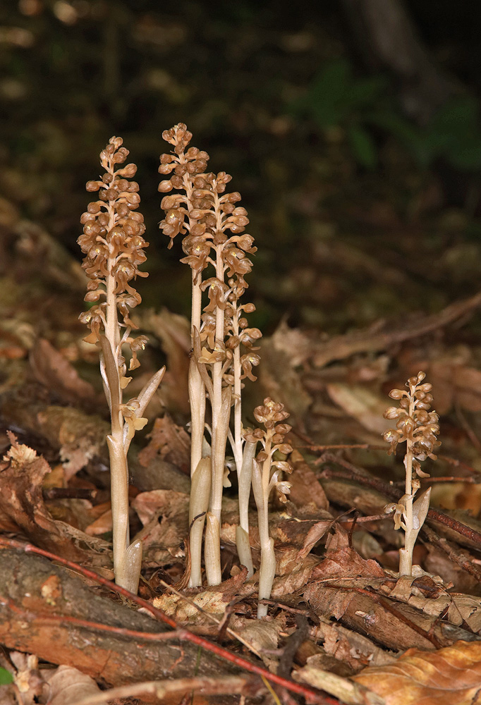 Image of Neottia nidus-avis specimen.