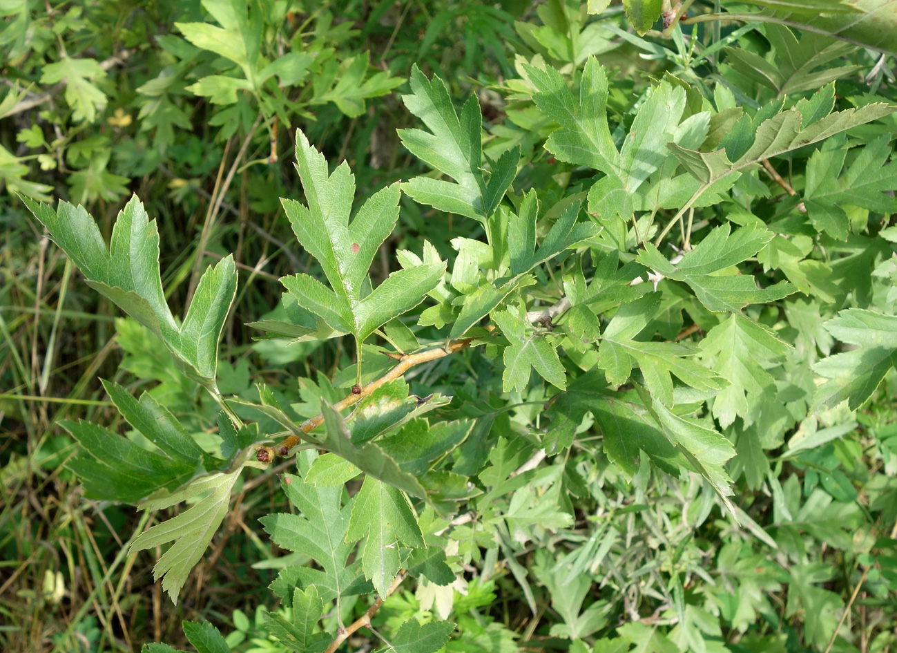 Image of Crataegus pinnatifida specimen.