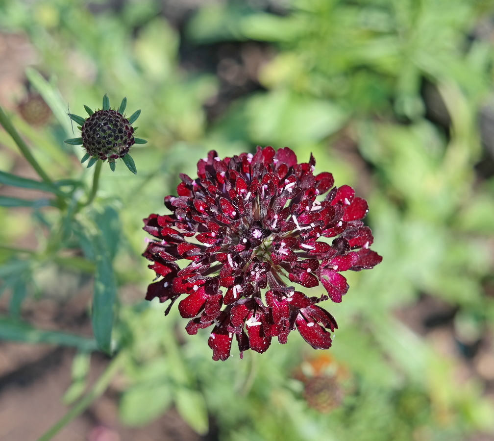 Image of Sixalix atropurpurea specimen.