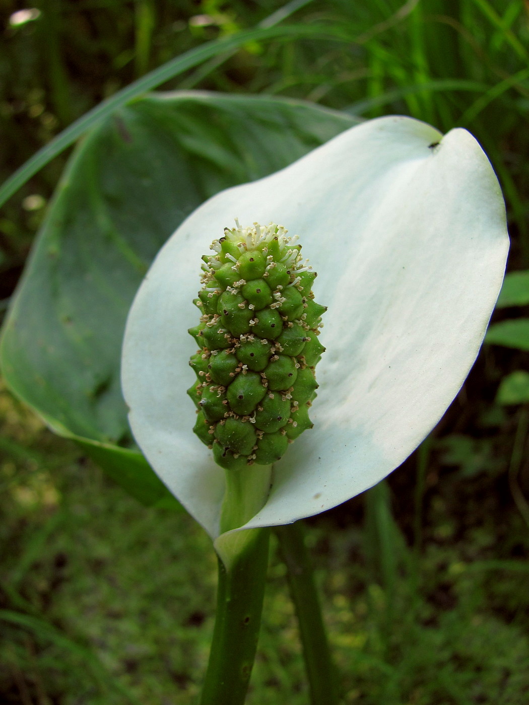 Изображение особи Calla palustris.