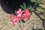 Смотреть изображение Adenium obesum