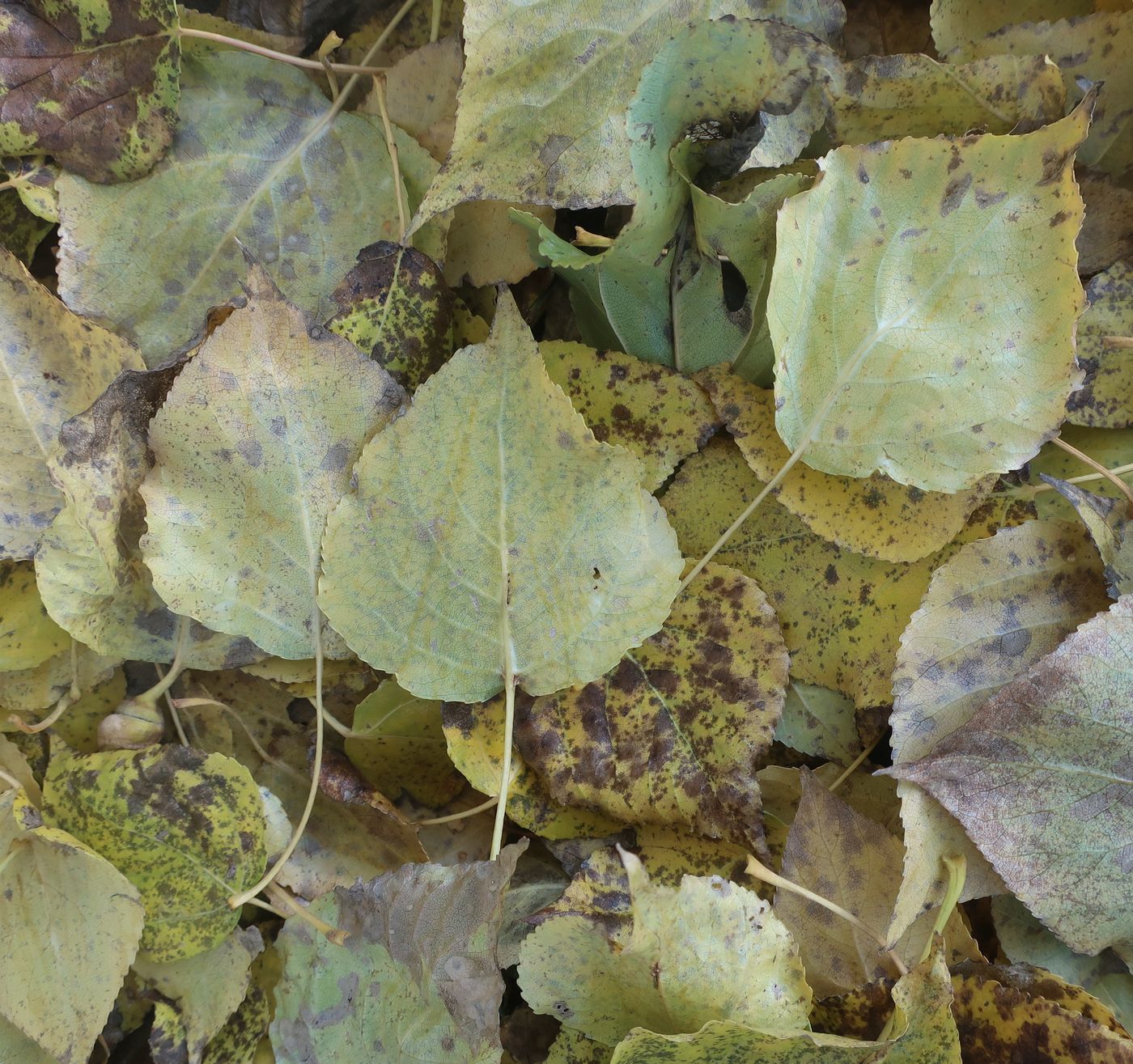 Image of Populus × berolinensis specimen.