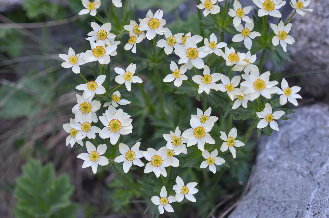 Изображение особи Anemonastrum fasciculatum.