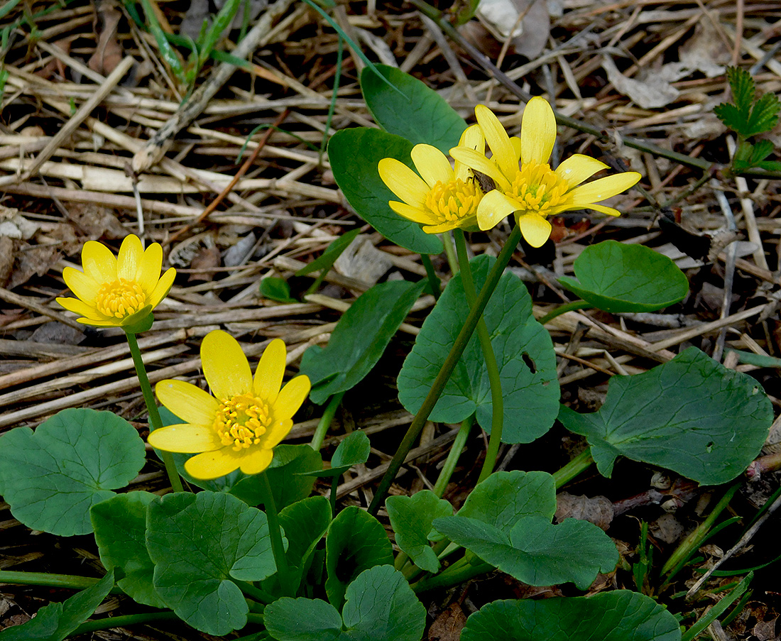 Image of Ficaria calthifolia specimen.