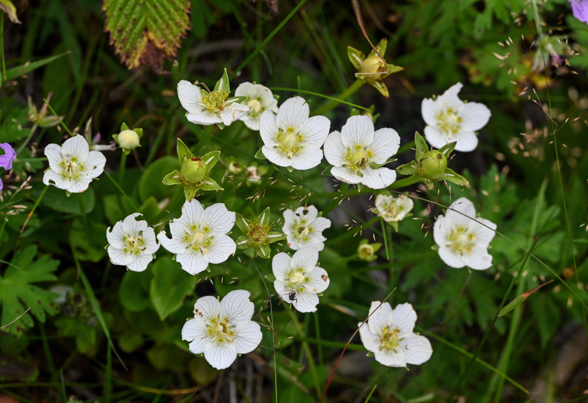 Изображение особи Parnassia palustris.