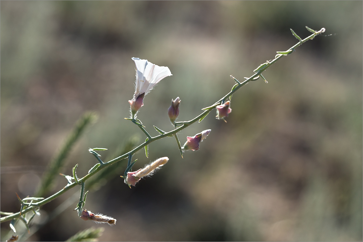 Изображение особи Convolvulus fruticosus.