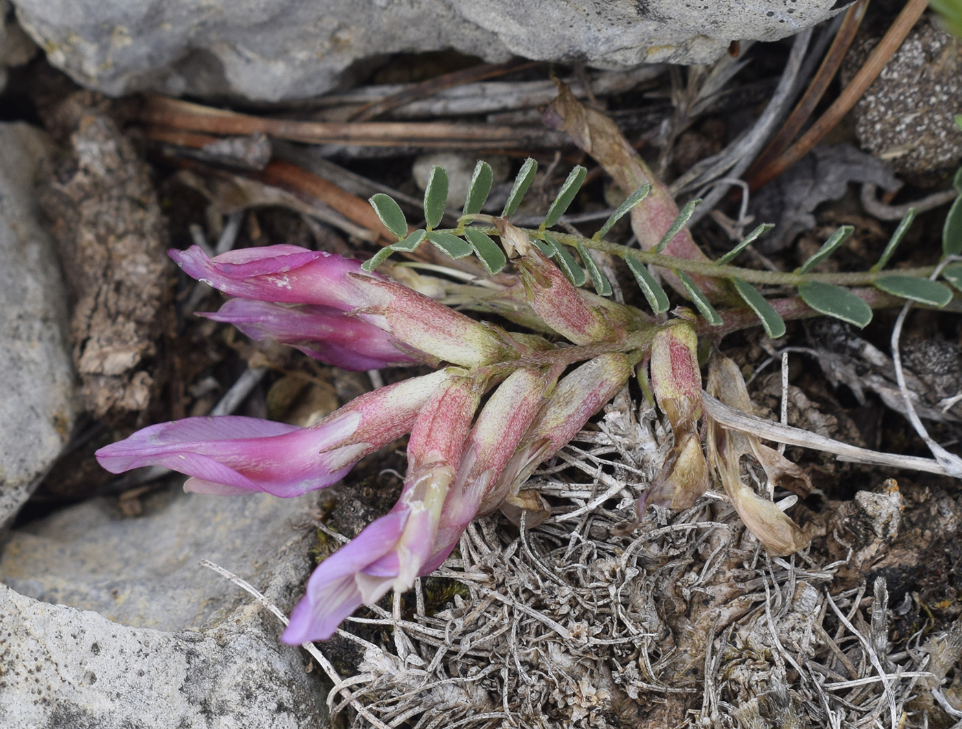 Изображение особи Astragalus monspessulanus.