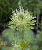 Eryngium alpinum. Верхушка зацветающего растения. Пермский край, г. Пермь, Кировский р-н, садоводческое товарищество, клумба. 25.06.2023.