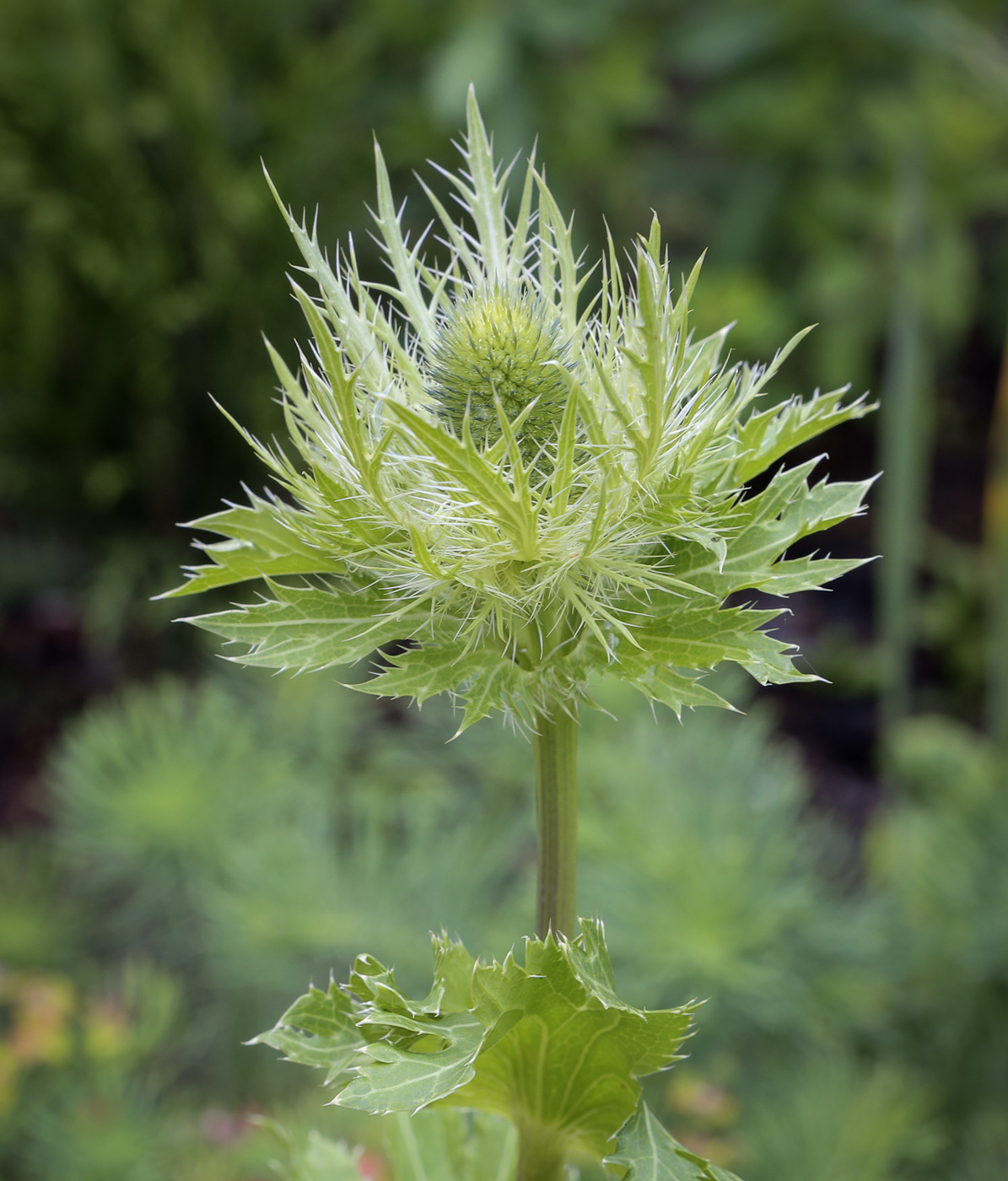 Изображение особи Eryngium alpinum.