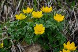 Trollius ranunculinus. Цветущее растение. Дагестан, Гунибский р-н, природный парк \"Верхний Гуниб\", ≈ 1800 м н.у.м., подножие лугового склона. 03.05.2022.