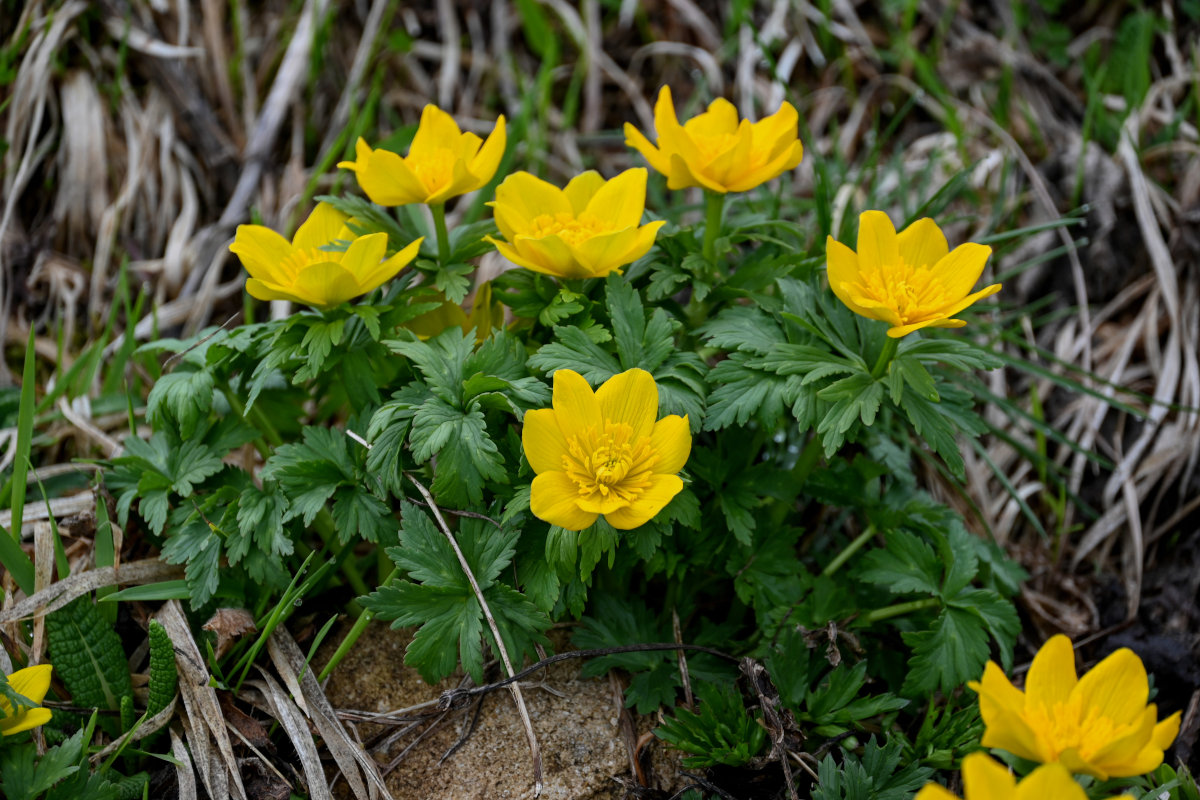 Image of Trollius ranunculinus specimen.