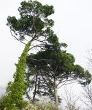 Pinus pinea