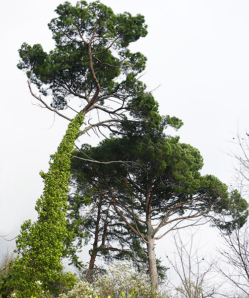 Image of Pinus pinea specimen.