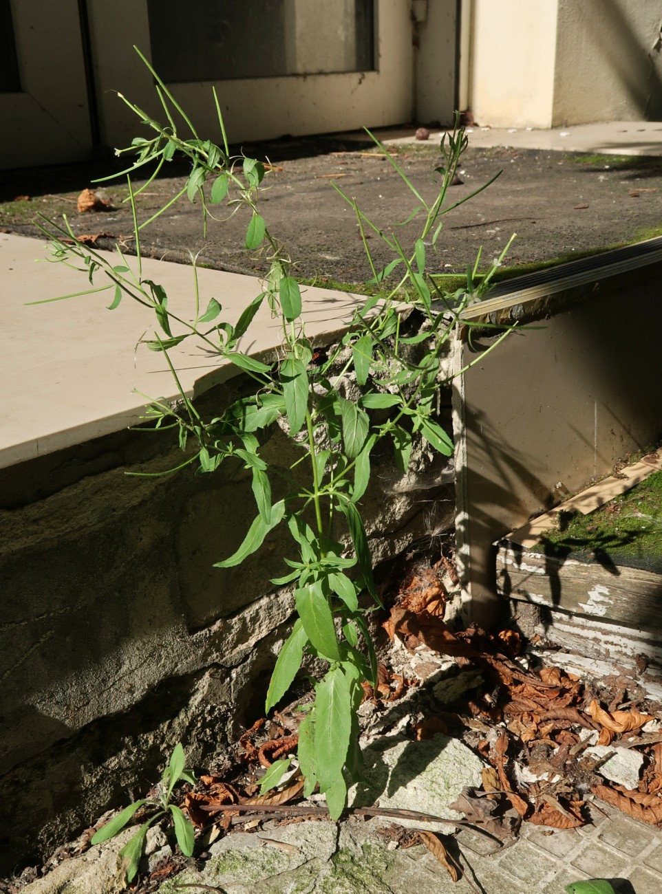 Изображение особи Epilobium pseudorubescens.