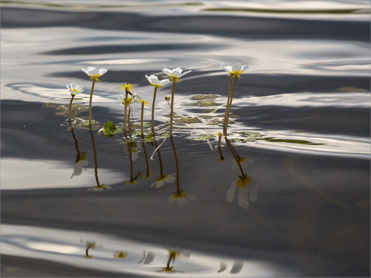 Image of Ranunculus schmalhausenii specimen.