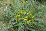 Смотреть изображение Astragalus henningii
