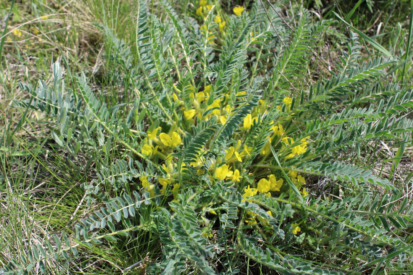 Изображение особи Astragalus henningii.