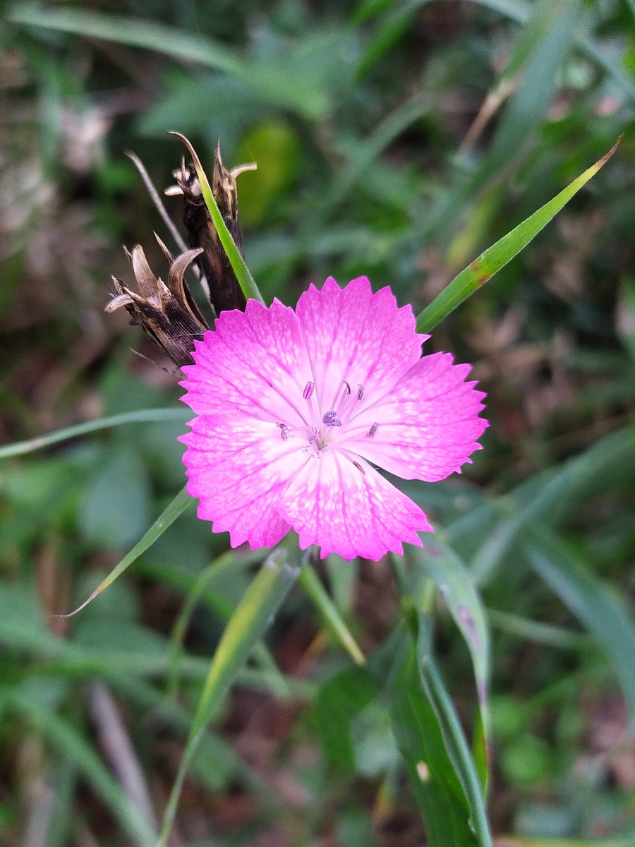 Изображение особи Dianthus caucaseus.