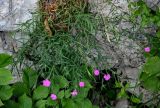 Dianthus imereticus. Цветущие растения (рядом видны ветви Ulmus). Грузия, Имеретия, каньон Окаце, на скале. 15.06.2023.