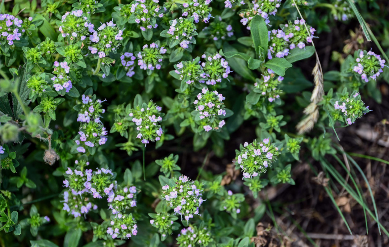 Image of genus Thymus specimen.