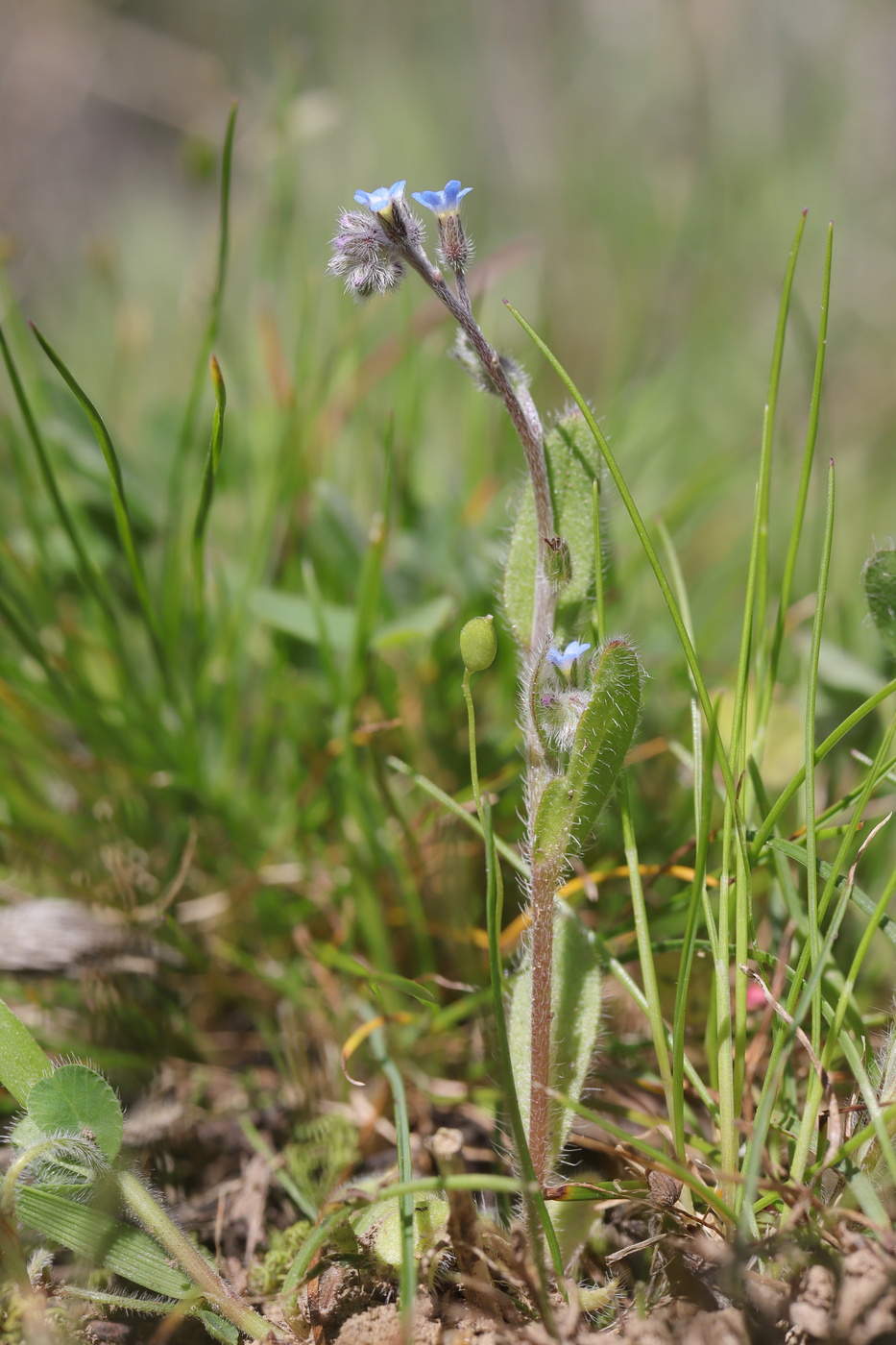 Image of Myosotis ramosissima specimen.