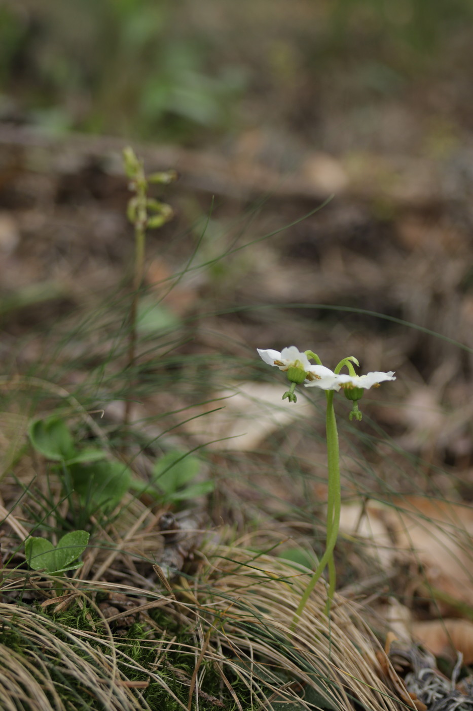 Image of Moneses uniflora specimen.