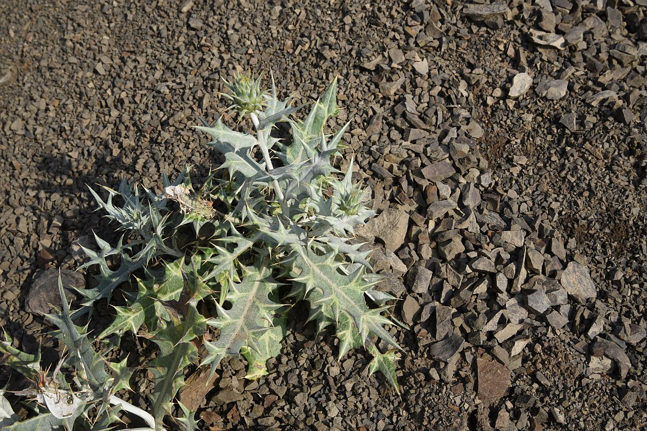 Image of Lamyropsis sinuata specimen.