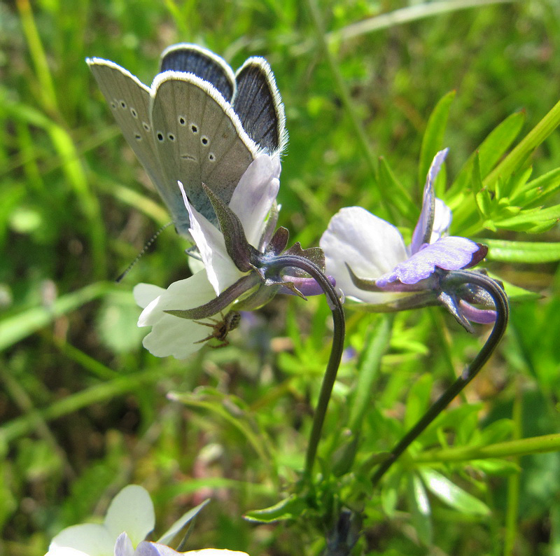 Изображение особи Viola tricolor.