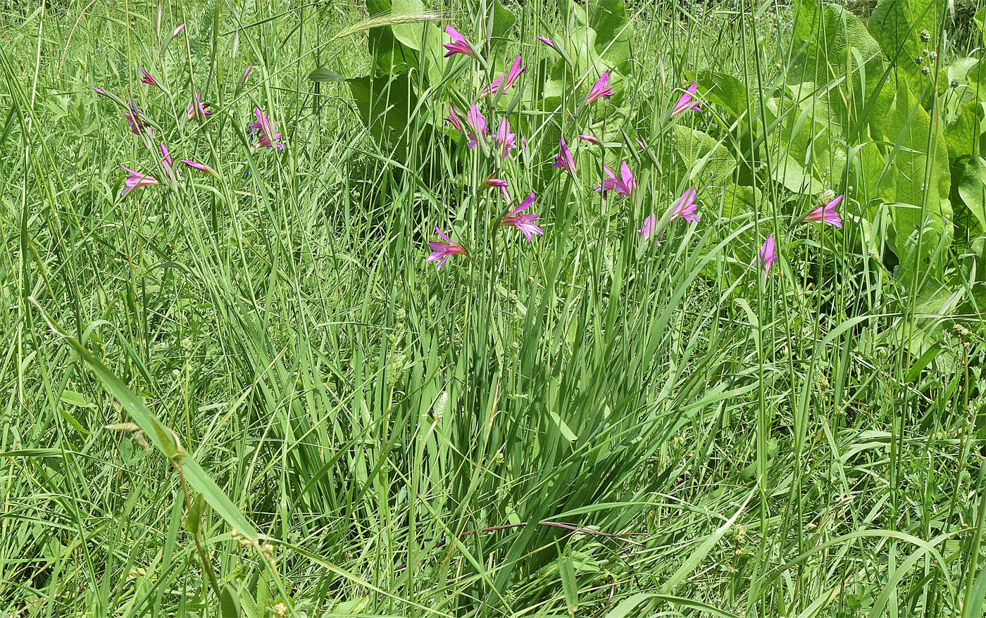 Image of Gladiolus italicus specimen.