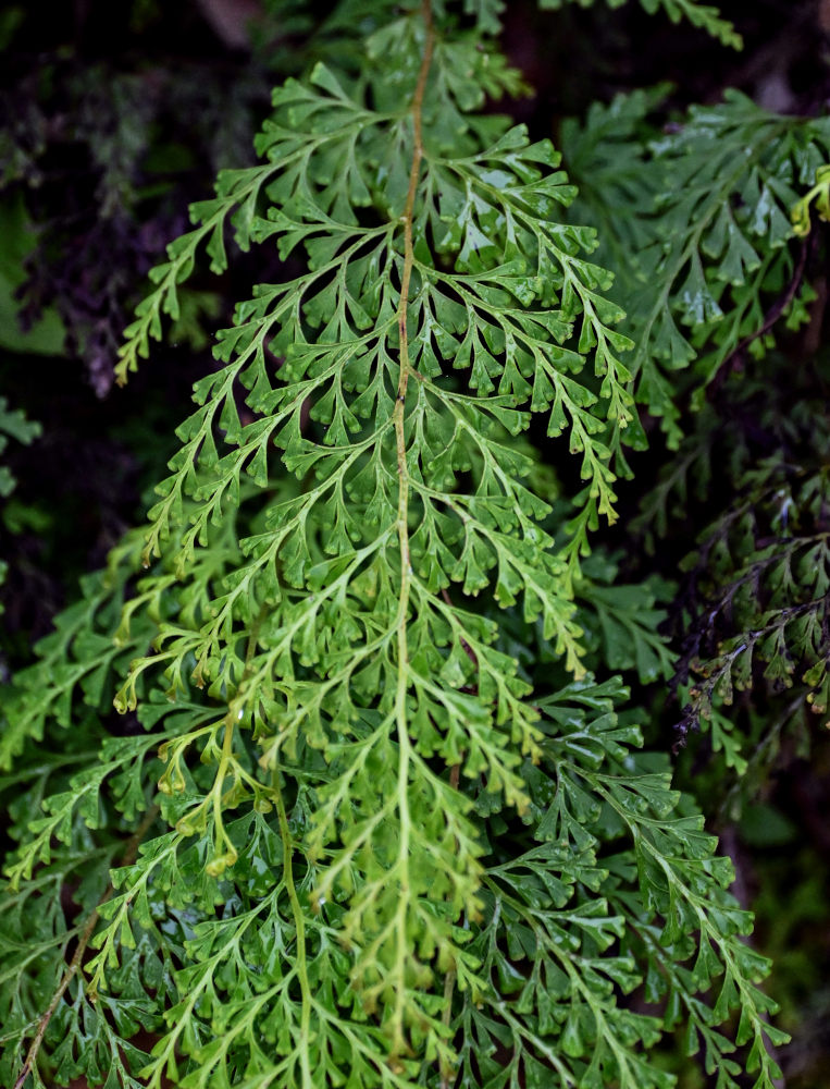 Изображение особи Odontosoria chinensis.