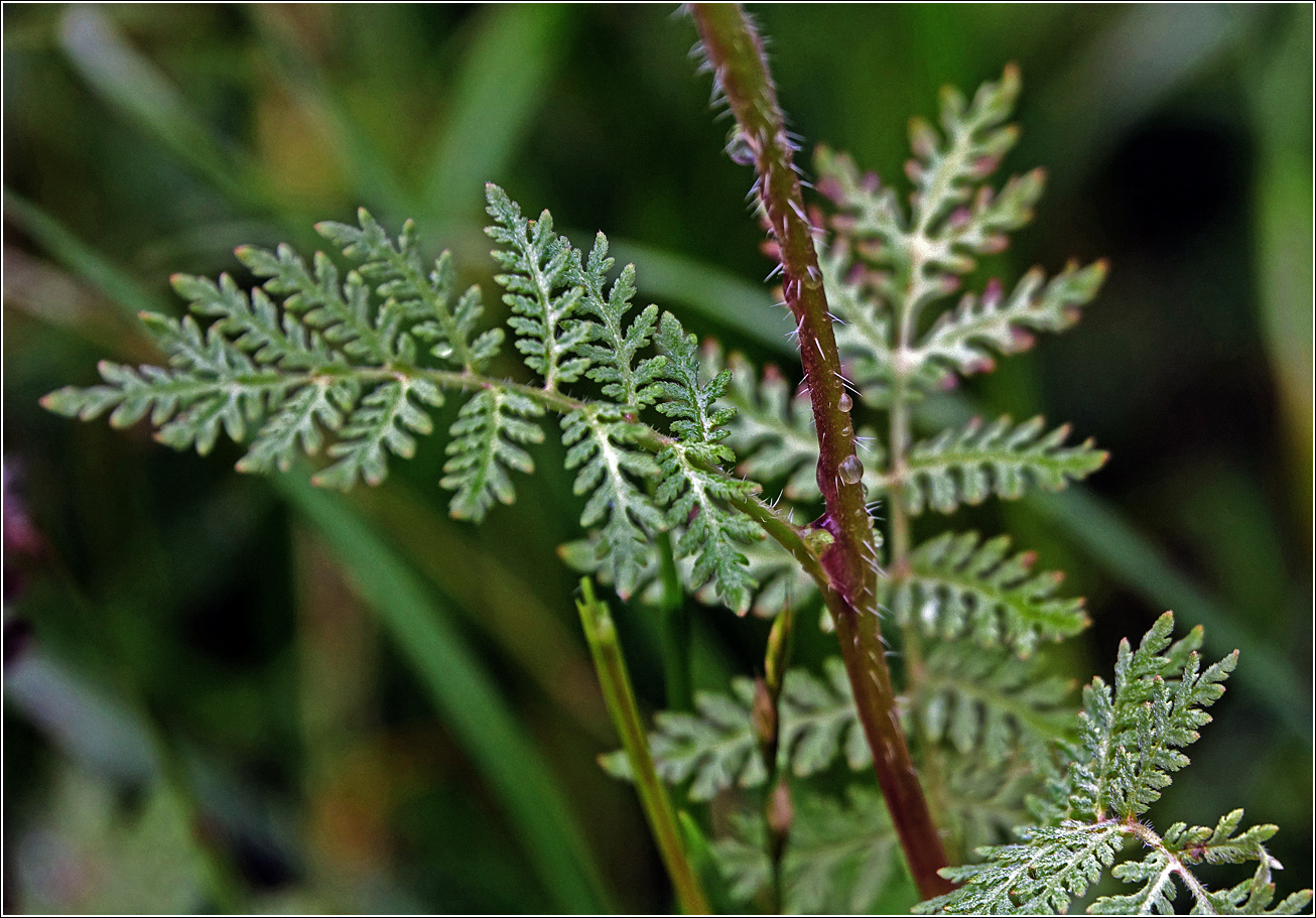 Image of Phacelia tanacetifolia specimen.