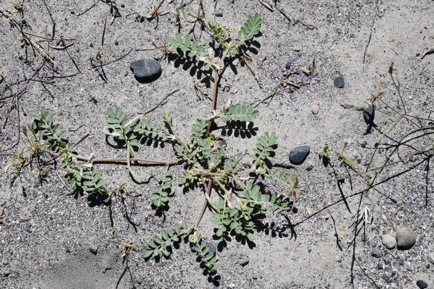 Image of genus Astragalus specimen.