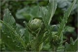 Cynara scolymus