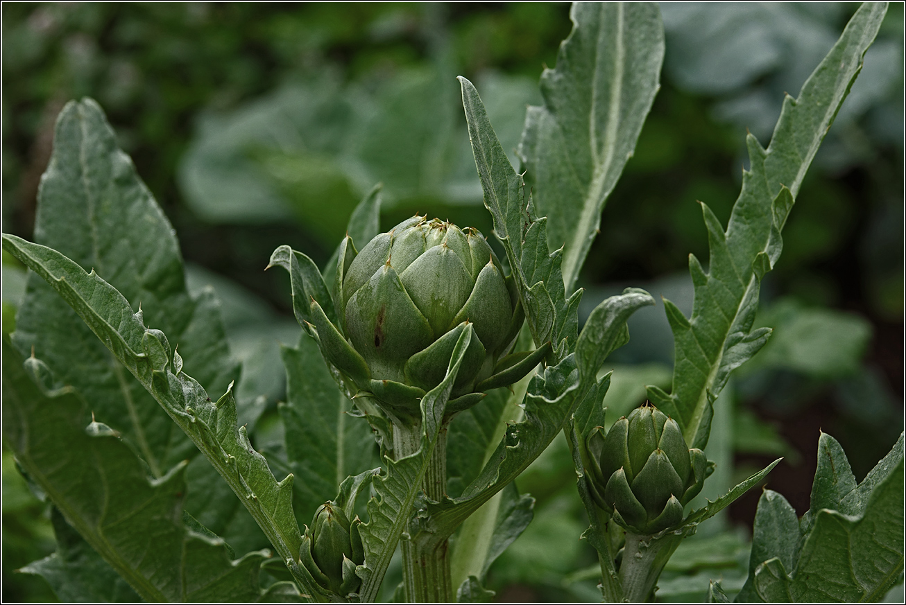 Изображение особи Cynara scolymus.