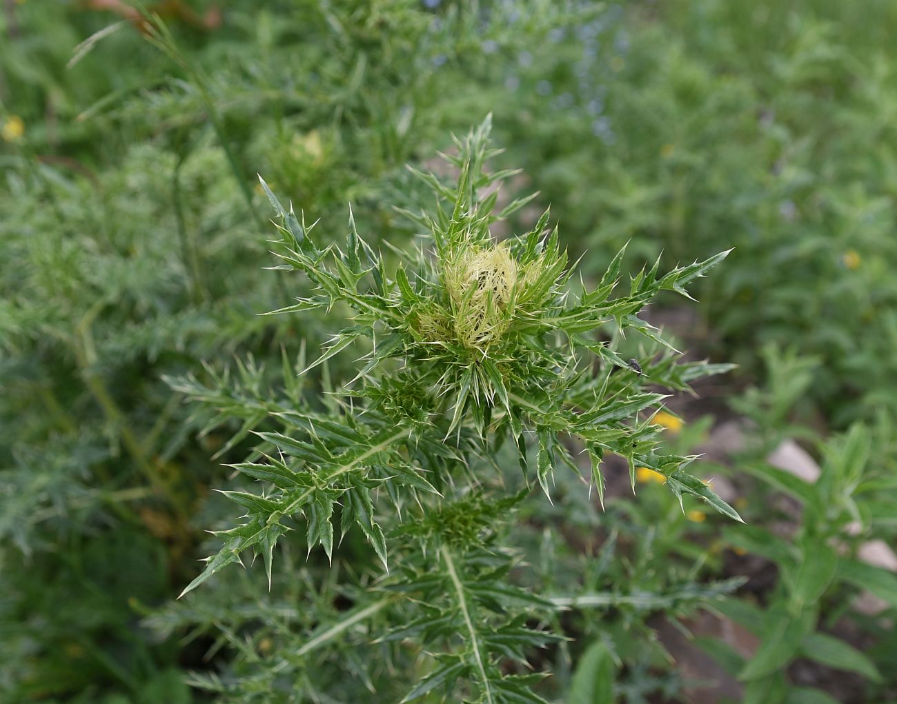 Изображение особи Cirsium obvallatum.