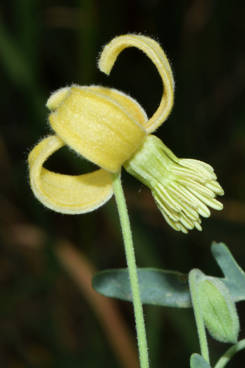 Изображение особи Clematis orientalis.