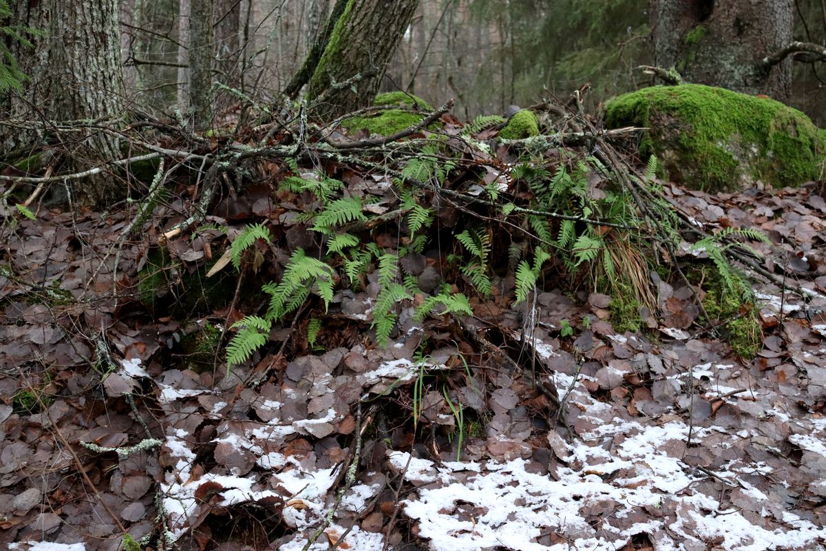 Image of Polypodium vulgare specimen.