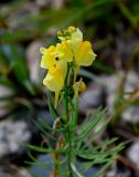 Linaria vulgaris. Соцветие. Вологодская обл., Кирилловский р-н, побережье оз. Ильинское, у дороги. 12.07.2024.