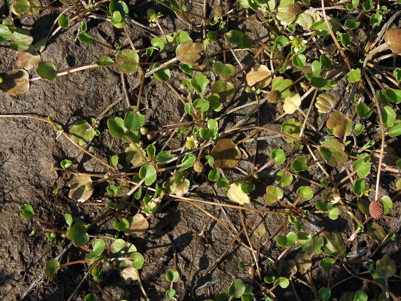 Image of Halerpestes sarmentosa specimen.