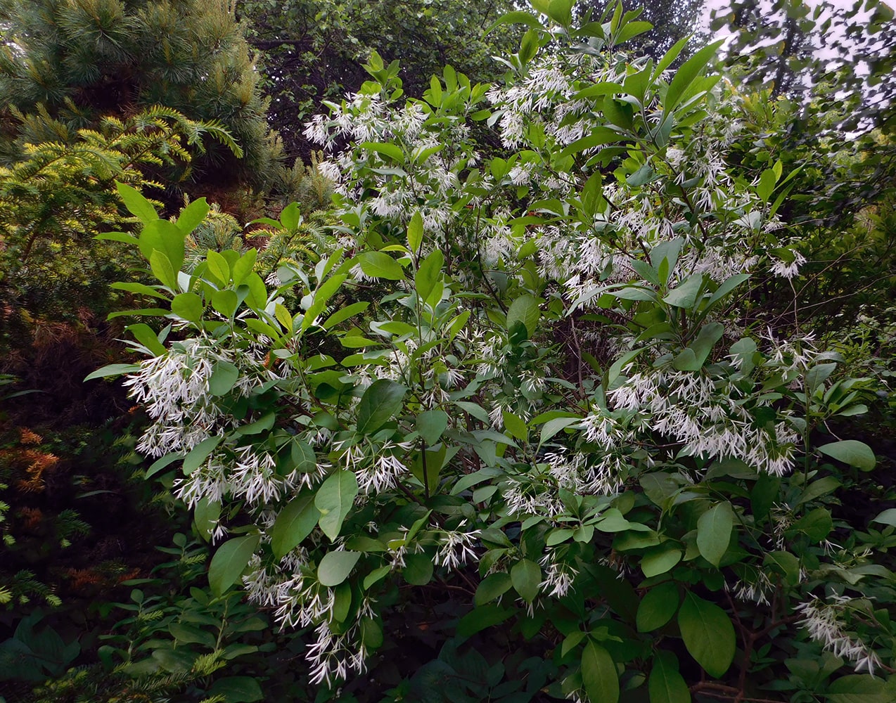 Изображение особи Chionanthus virginicus.