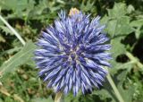 Echinops karatavicus. Соцветие. Узбекистан, Ташкентская обл., южный склон Чаткальского хребта, басс. р. Ахангаран, окр. г. Янгиабад, водораздел рек Дукентсай и Каттасай. 13.07.2024.