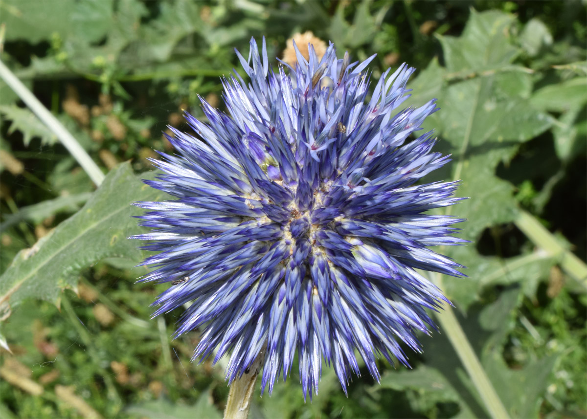 Image of Echinops karatavicus specimen.