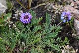 Oxytropis lapponica. Побеги с соцветиями. Казахстан, Тянь-Шань, хр. Заилийский Алатау, Малое Алматинское ущ., пер. Талгар, морена ледника Богдановича, ≈ 3200 м н.у.м., щебнисто-мелкозёмистый склон морены. 25 июля 2024 г.