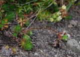 Saxifraga funstonii