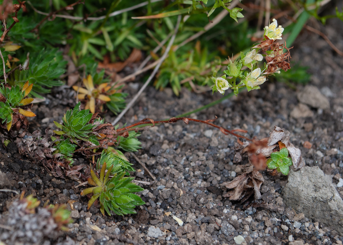 Изображение особи Saxifraga funstonii.