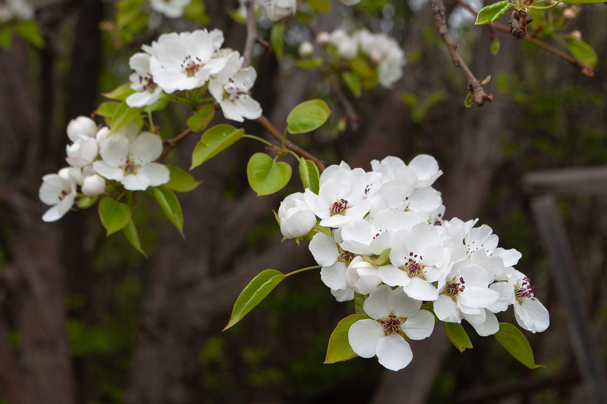 Image of Pyrus ussuriensis specimen.