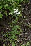Hesperis voronovii