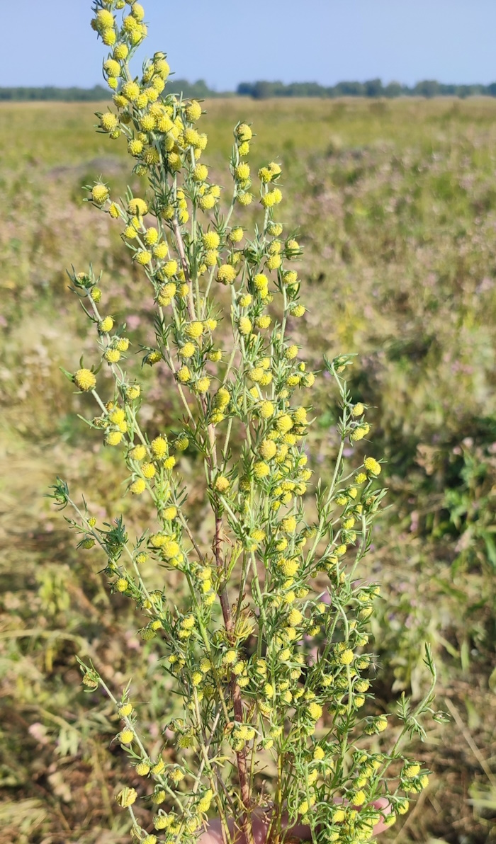 Изображение особи Artemisia macrantha.